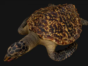 Turtle 3D Model