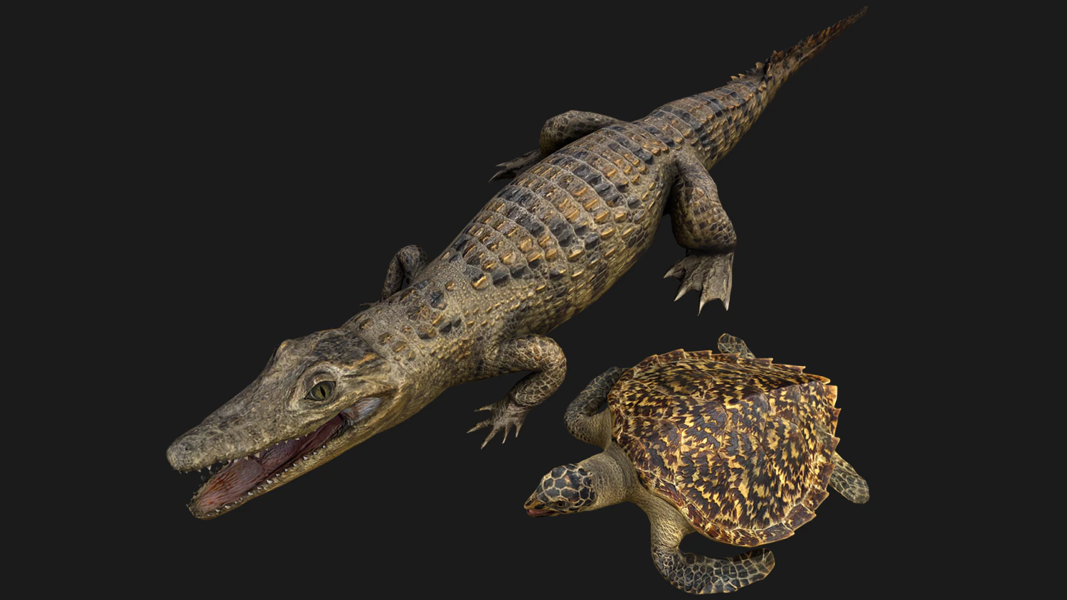 Turtle and Crocodile 3D Model .c4d .max .obj .3ds .fbx .stl .blend 