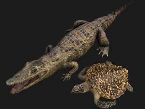 Turtle and Crocodile 3D Model