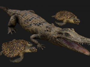 Turtle and Crocodile Model 3D