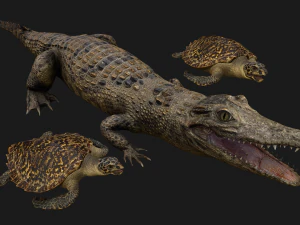 Turtle and Crocodile 3D Model
