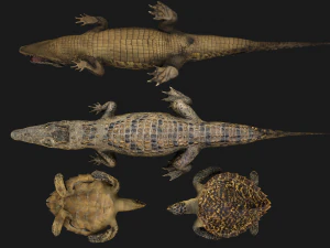 Turtle and Crocodile 3D Model