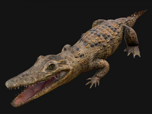 Turtle and Crocodile 3D Model