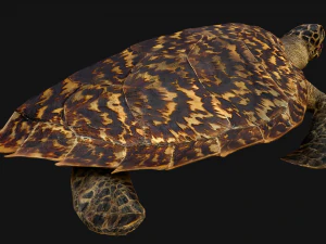 Turtle and Crocodile 3D Model