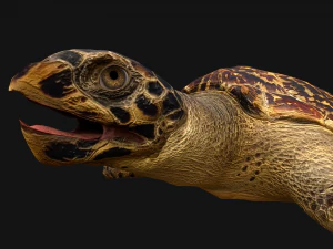 Turtle and Crocodile 3D Model