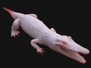 Turtle and Crocodile 3D Model