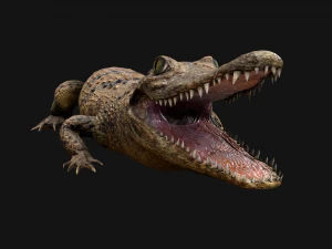 Turtle and Crocodile 3D Model
