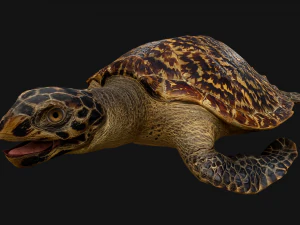 Turtle and Crocodile 3D Model