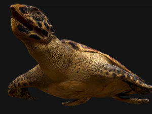 Turtle and Crocodile 3D Model