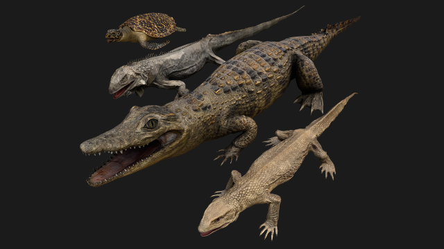 Reptile Pack Crocodile Iguana Turtle Varanus 3D Model .c4d .max .obj .3ds .fbx .stl .blend 