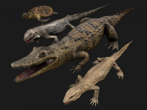Reptile Pack Crocodile Iguana Turtle Varanus 3D Model