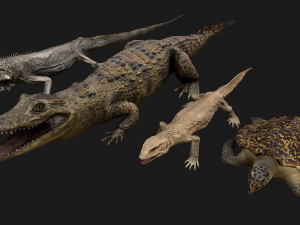 Reptile Pack Crocodile Iguana Turtle Varanus 3D Model