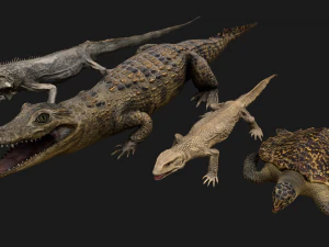Reptile Pack Crocodile Iguana Turtle Varanus 3D Model