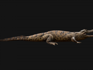 Reptile Pack Crocodile Iguana Turtle Varanus 3D Model