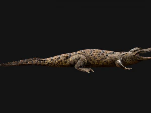 Reptile Pack Crocodile Iguana Turtle Varanus 3D Model