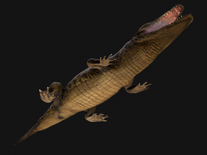 Reptile Pack Crocodile Iguana Turtle Varanus 3D Model