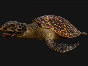Reptile Pack Crocodile Iguana Turtle Varanus 3D Model