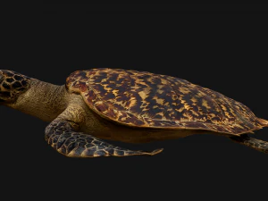 Reptile Pack Crocodile Iguana Turtle Varanus 3D Model