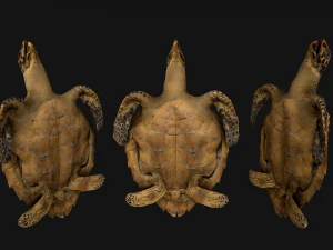 Reptile Pack Crocodile Iguana Turtle Varanus 3D Model