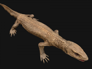 Reptile Pack Crocodile Iguana Turtle Varanus 3D Model