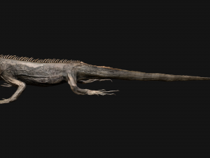Reptile Pack Crocodile Iguana Turtle Varanus 3D Model