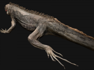 Reptile Pack Crocodile Iguana Turtle Varanus 3D Model