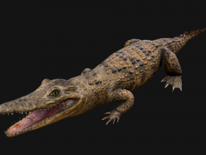Reptile Pack Crocodile Iguana Turtle Varanus 3D Model