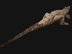 Reptile Pack Crocodile Iguana Turtle Varanus 3D Model