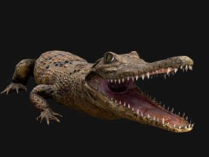 Reptile Pack Crocodile Iguana Turtle Varanus 3D Model