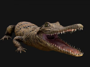 Reptile Pack Crocodile Iguana Turtle Varanus 3D Model