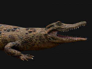 Reptile Pack Crocodile Iguana Turtle Varanus 3D Model