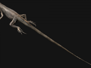 Reptile Pack Crocodile Iguana Turtle Varanus 3D Model