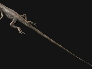 Reptile Pack Crocodile Iguana Turtle Varanus 3D Model