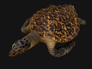 Reptile Pack Crocodile Iguana Turtle Varanus 3D Model