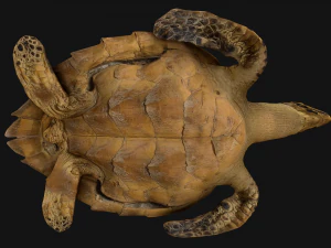 Reptile Pack Crocodile Iguana Turtle Varanus 3D Model