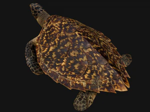 Reptile Pack Crocodile Iguana Turtle Varanus 3D Model