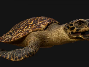 Reptile Pack Crocodile Iguana Turtle Varanus 3D Model
