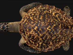 Reptile Pack Crocodile Iguana Turtle Varanus 3D Model