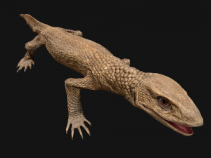 Reptile Pack Crocodile Iguana Turtle Varanus 3D Model