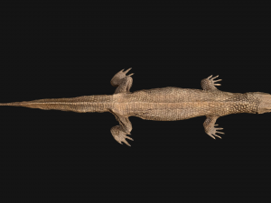 Reptile Pack Crocodile Iguana Turtle Varanus 3D Model