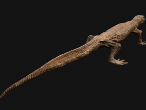 Reptile Pack Crocodile Iguana Turtle Varanus 3D Model