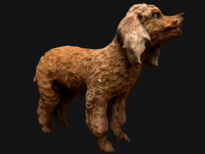 Dog Cockapoo Cocker Spaniel Mix Poodle Modelo 3D