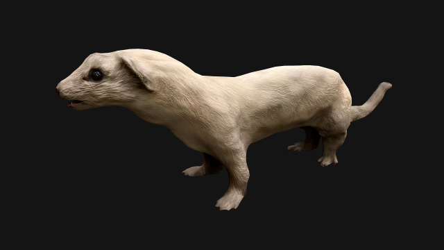 Weasel Ermine 3D Model .c4d .max .obj .3ds .fbx .stl .blend 