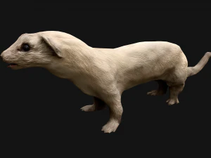 Ласка Горностай 3D Модель