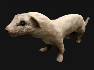 Weasel Ermine 3D Model