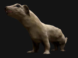Weasel Ermine 3D Model