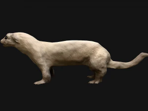 Weasel Ermine 3D Model