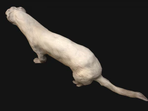 Weasel Ermine 3D Model