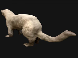 Weasel Ermine 3D Model
