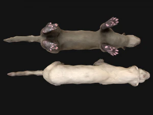 Weasel Ermine 3D Model